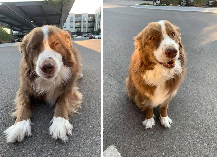 Spotted This Handsome Doggy! His Name Is Jake..... Never In My Life Did I Think I’d Be Calling A Jake Handsome!