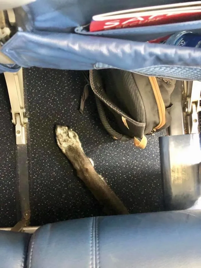 En medio del vuelo vi que el pasajero de atrás no mantiene la distancia social