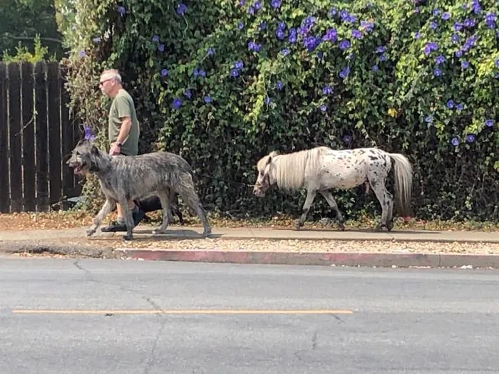 Perro enorme y su amigo pony