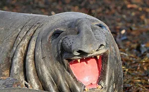 30 Amusing Photos Of Seals Who Can’t Contain Their Laughter