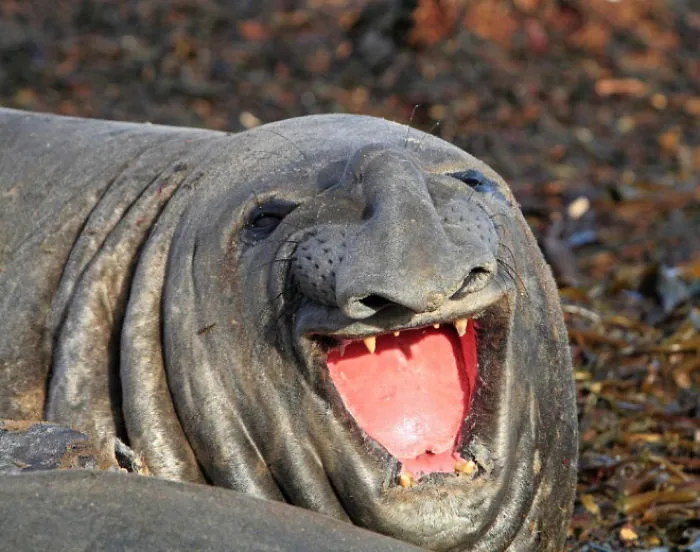 30 Amusing Photos Of Seals Who Can’t Contain Their Laughter