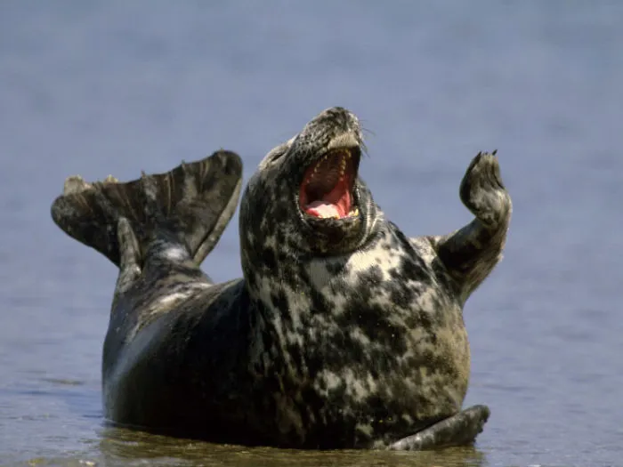 30 Amusing Photos Of Seals Who Can’t Contain Their Laughter