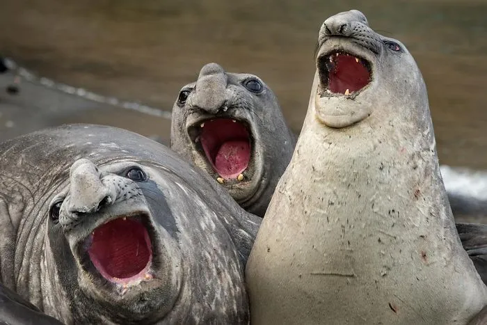 30 Amusing Photos Of Seals Who Can’t Contain Their Laughter
