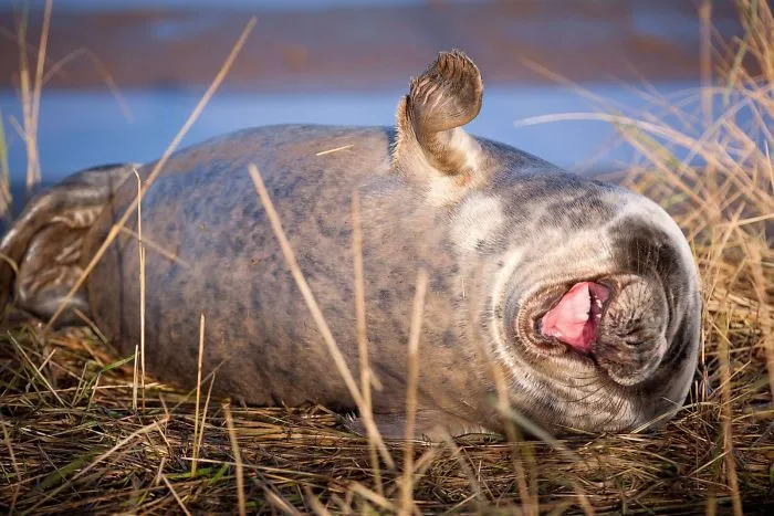 30 Amusing Photos Of Seals Who Can’t Contain Their Laughter