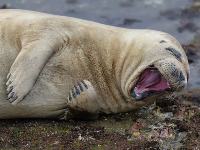 30 Amusing Photos Of Seals Who Can’t Contain Their Laughter