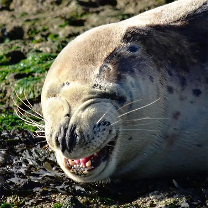 30 Amusing Photos Of Seals Who Can’t Contain Their Laughter