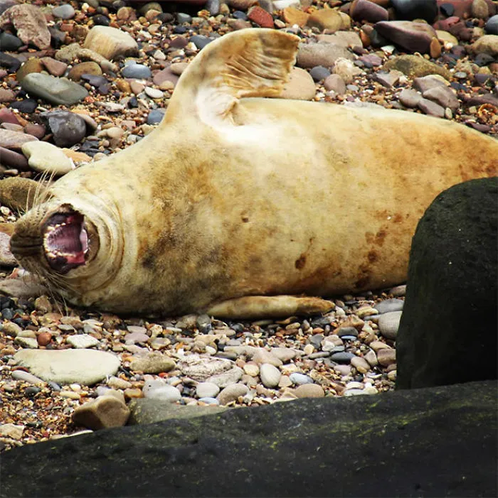 30 Amusing Photos Of Seals Who Can’t Contain Their Laughter