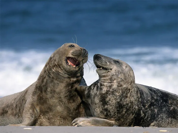 30 Amusing Photos Of Seals Who Can’t Contain Their Laughter