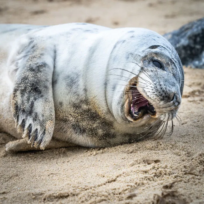 30 Amusing Photos Of Seals Who Can’t Contain Their Laughter