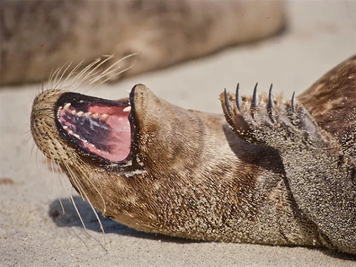 30 Amusing Photos Of Seals Who Can’t Contain Their Laughter
