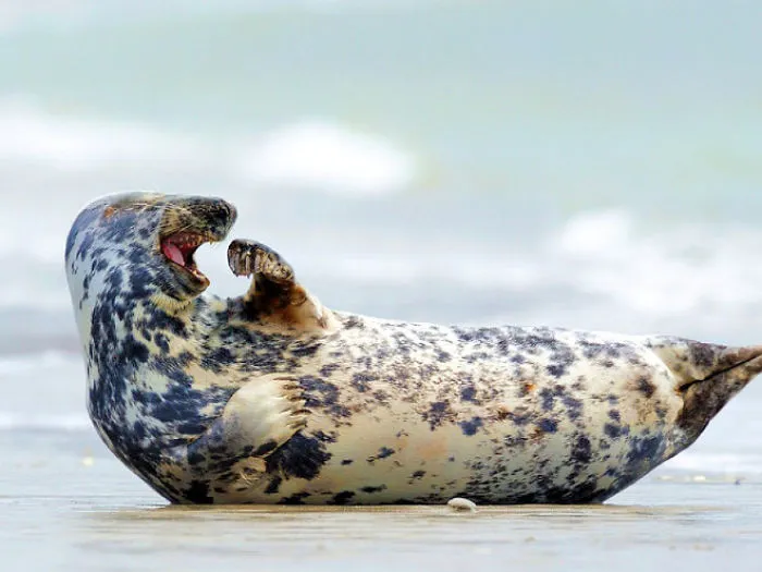 30 Amusing Photos Of Seals Who Can’t Contain Their Laughter