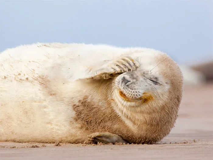 30 Amusing Photos Of Seals Who Can’t Contain Their Laughter