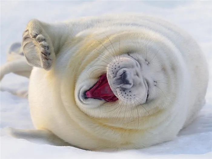 30 Amusing Photos Of Seals Who Can’t Contain Their Laughter