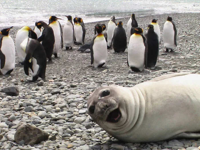 30 Amusing Photos Of Seals Who Can’t Contain Their Laughter