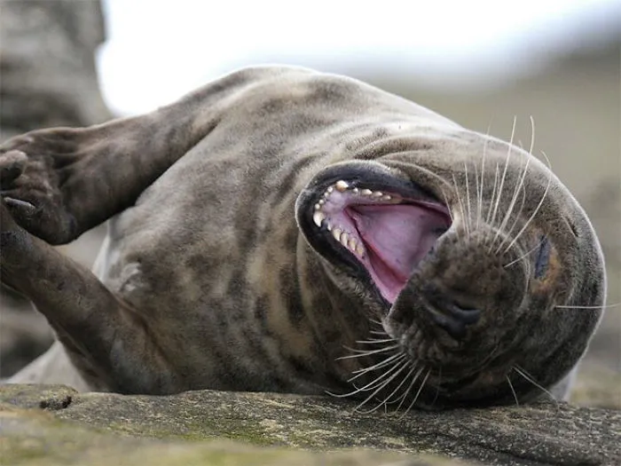 30 Amusing Photos Of Seals Who Can’t Contain Their Laughter