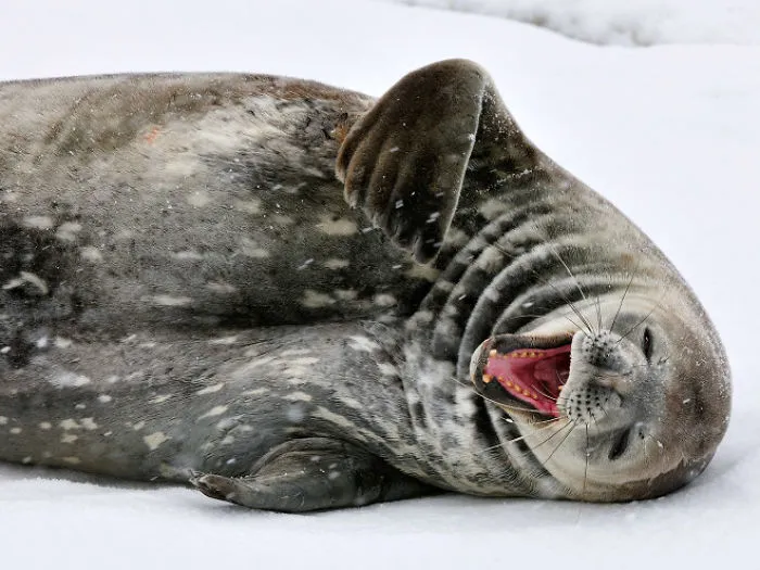 30 Amusing Photos Of Seals Who Can’t Contain Their Laughter