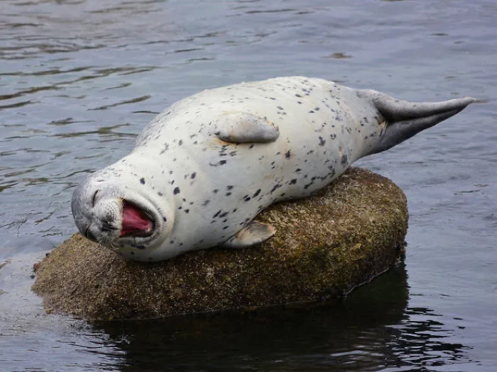 30 Amusing Photos Of Seals Who Can’t Contain Their Laughter