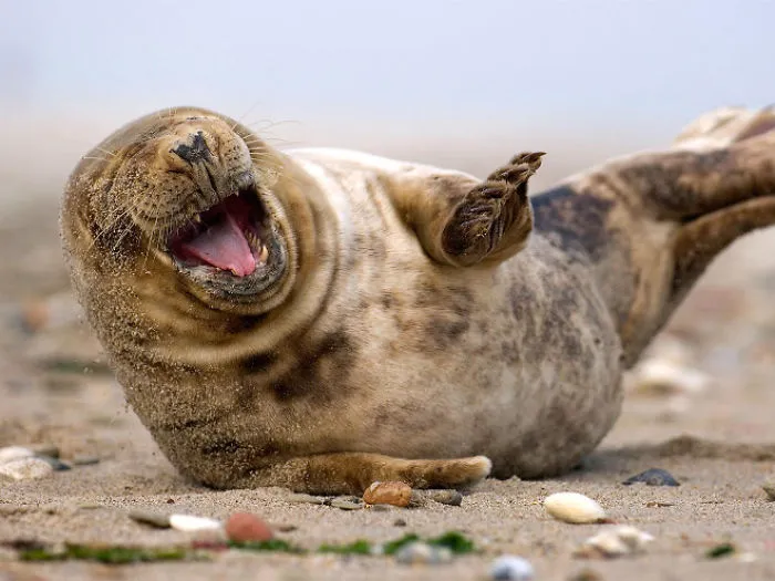 30 Amusing Photos Of Seals Who Can’t Contain Their Laughter