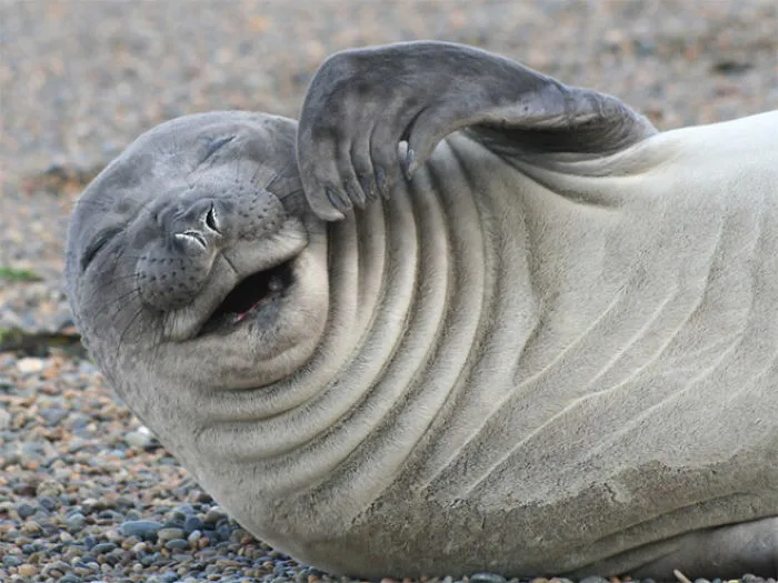 30 Amusing Photos Of Seals Who Can’t Contain Their Laughter