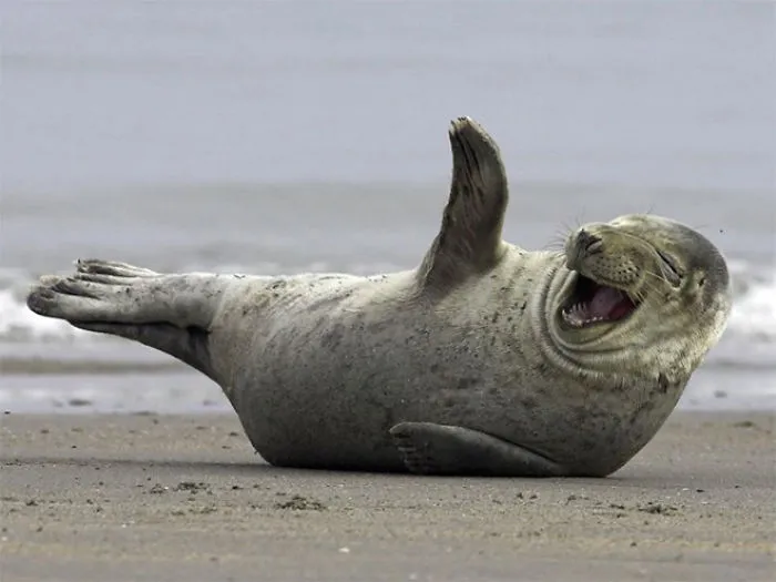 30 Amusing Photos Of Seals Who Can’t Contain Their Laughter