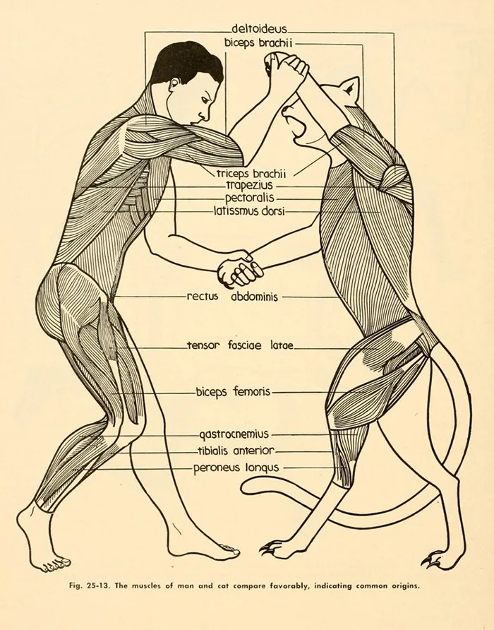 40 Of The Most Ridiculous 'Scientific' Diagrams You'll See That Beg The Question ‘What Were They Thinking?'