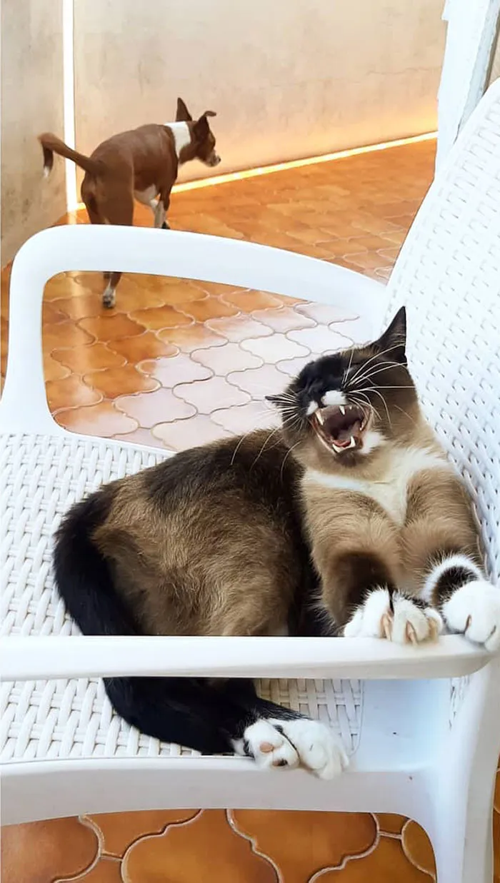 Se ha apropiado de la silla y se regocija