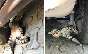 50 Overdramatic Cats Who Deserve An Oscar