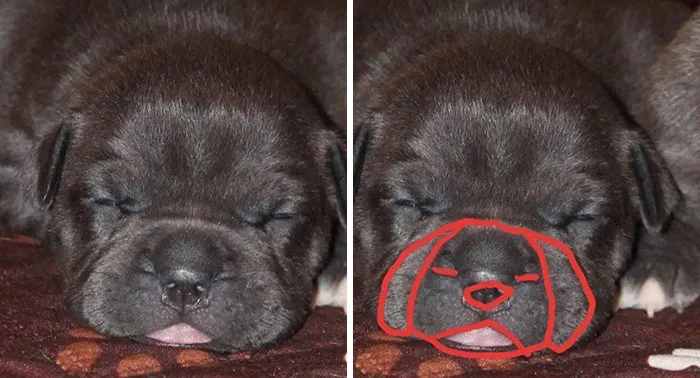 Dog In A Dog