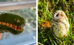 50 Times People Experienced A Serious Case Of Pareidolia And Documented It Online