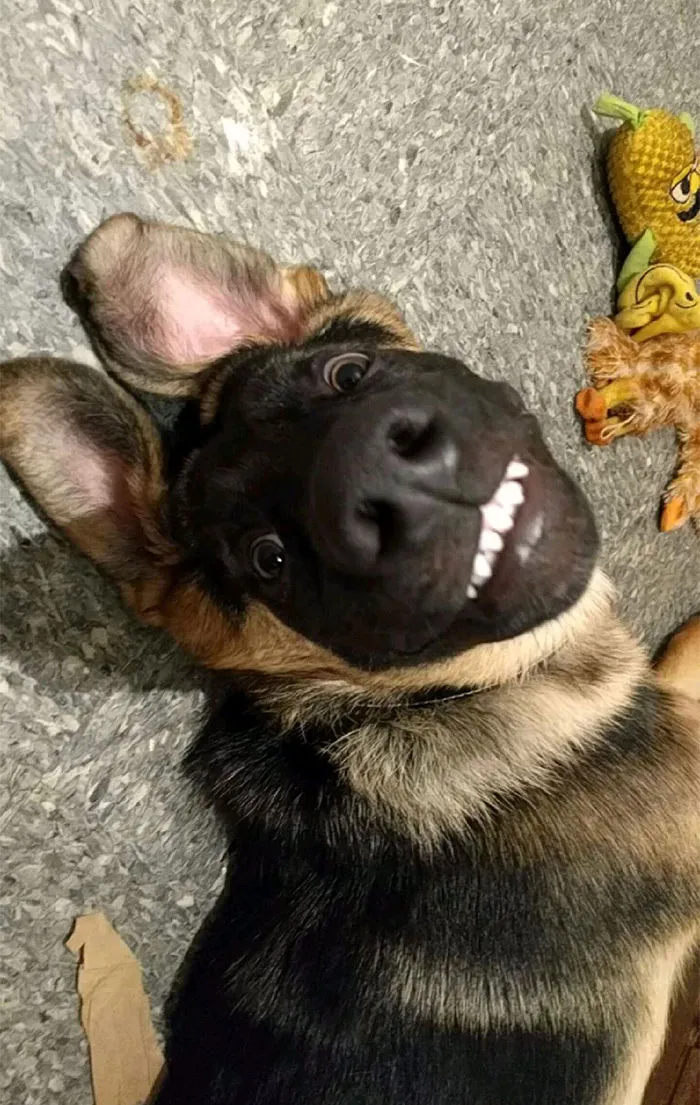 Was At Work, Asked My Sister For A Snap Of My German Shepherd To Show My Friend