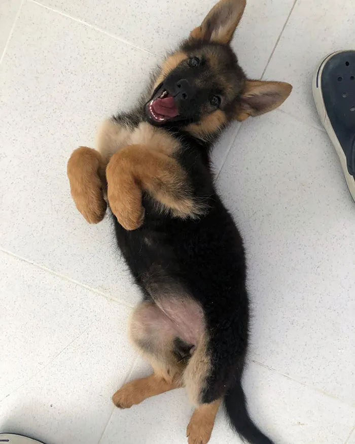 Belly Rubs, Pleaseee