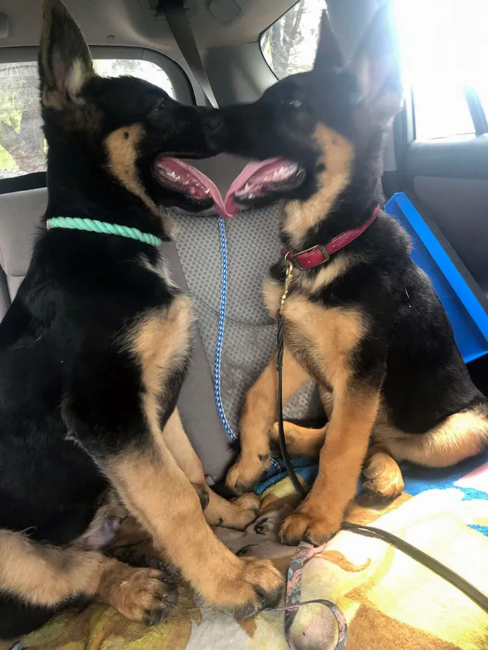 My Puppy Is So Happy To See His Littermate When We Meet Up To Go To The Park. Twins