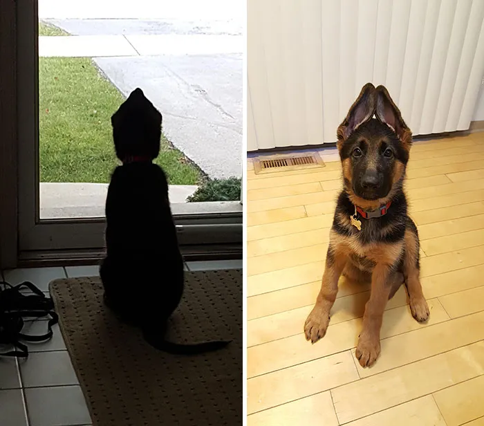 My Shepherd Puppy In The 'Teepee' Ear Stage