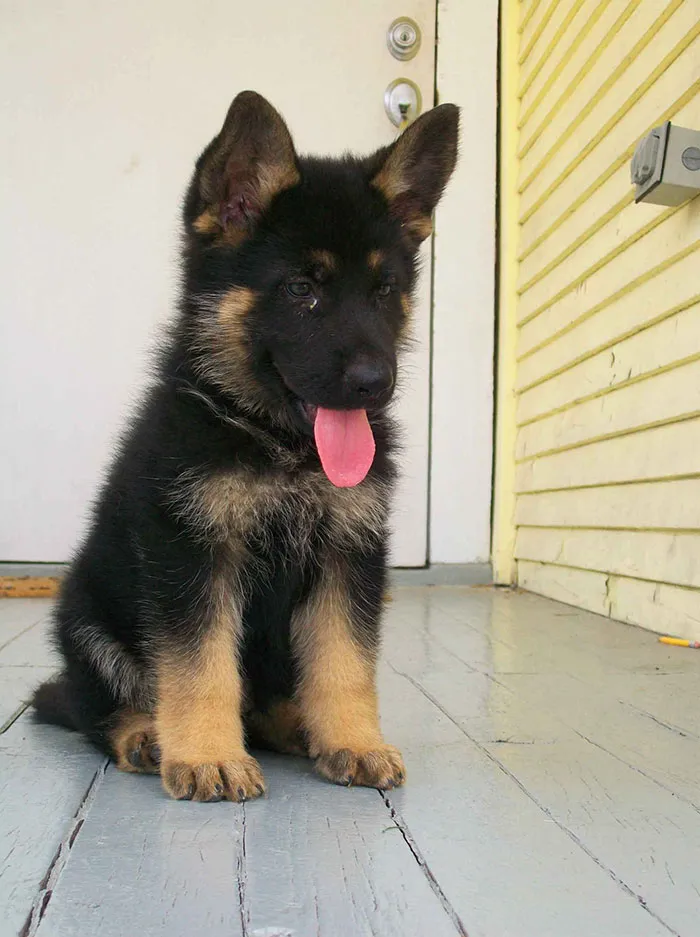 Cuteness Overload