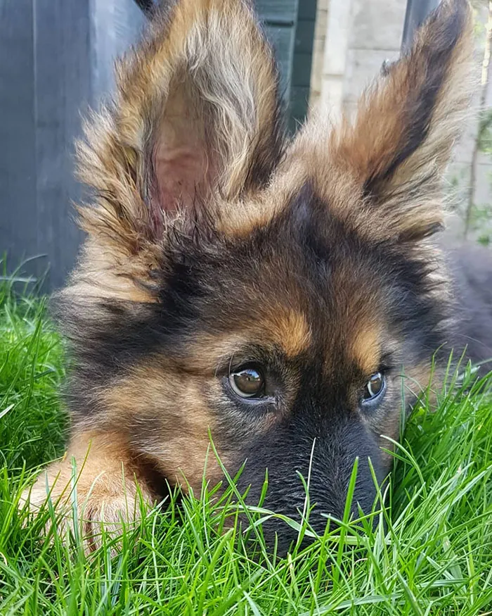 Totally Invisible Rabbit. Right?!