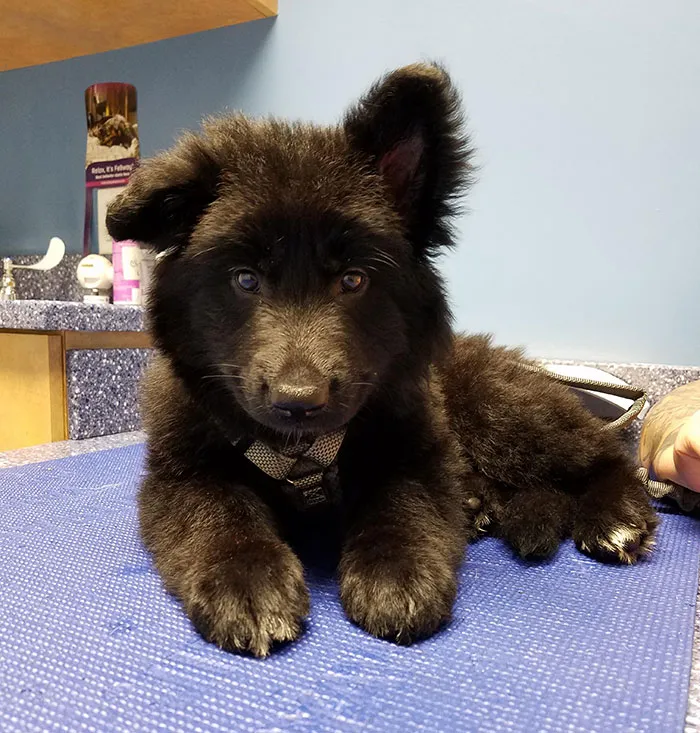 This Is Our German Shepherd Pup, Pepper, We Believe She Is Part Bear