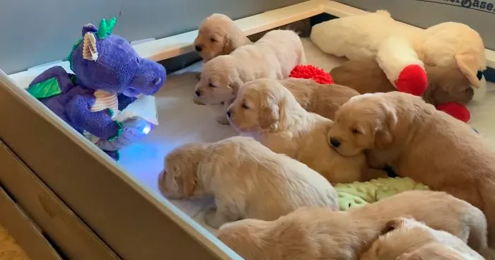 A Litter Of 4-Week-Old Goldies Get Mesmerized By A Dragon Reading Them A Bedtime Story