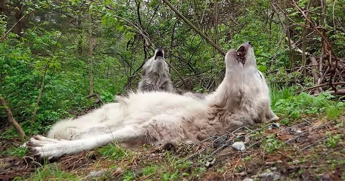 These 2 Wolves Went Viral For Being So Lazy That They Howl While Lying Down