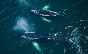 When Dozens Of Whales Arrived In My Town, I Took Out My Drone To Take These 21 Pics