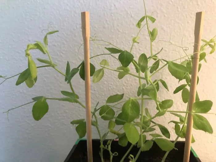 My Pea Plant Has A Few Pods Growing And Has Firmly Held On To One Of The Chopsticks
