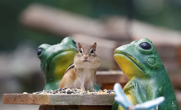 He construido una cafetería diminuta en mi jardín, estas son 30 fotos de los visitantes