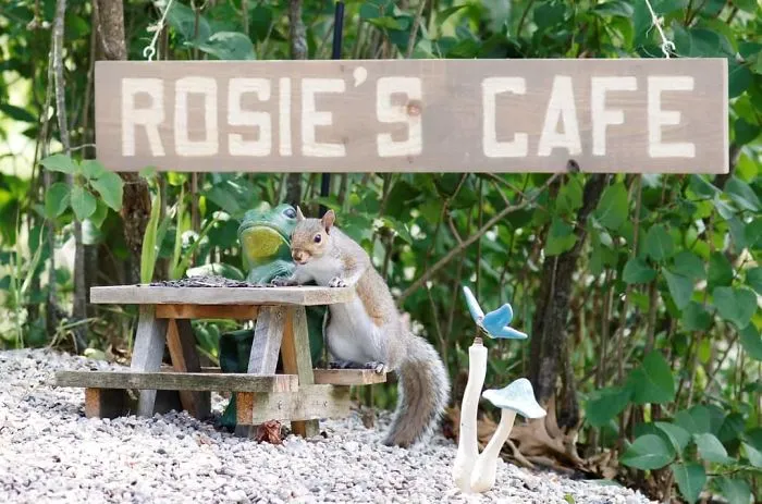 He construido una cafetería diminuta en mi jardín, estas son 30 fotos de los visitantes
