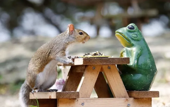 He construido una cafetería diminuta en mi jardín, estas son 30 fotos de los visitantes