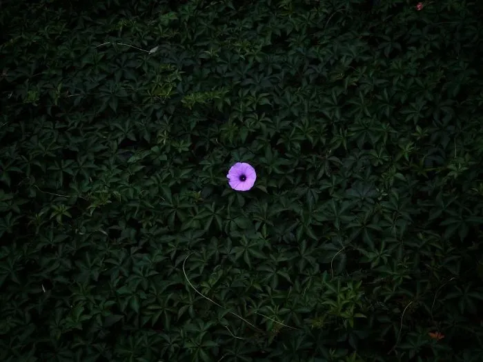 Floral: First Place, 'Lonely Morning Glory', Shenzhen, China By Peiquan Li