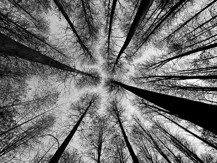 Trees: Second Place, 'Grow Upwards', Wuhan, China By Wei Xiong