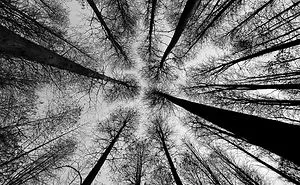 2020 iPhone Photography Award Winners Once Again Proved That Striking Photos Can Be Taken Without An Expensive Camera (45 Pics)