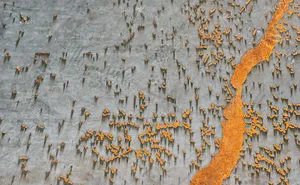 2020 iPhone Photography Award Winners Once Again Proved That Striking Photos Can Be Taken Without An Expensive Camera (45 Pics)