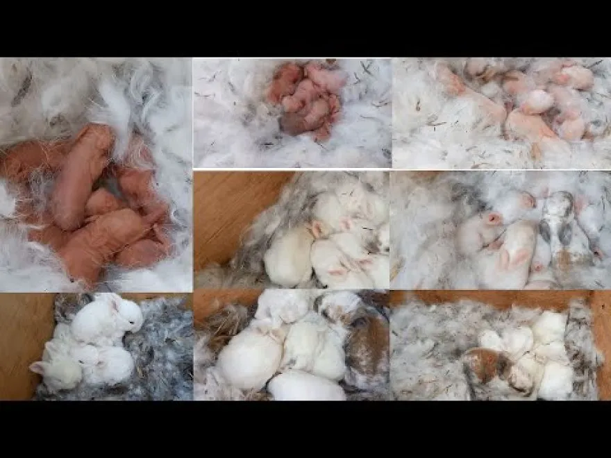 Wonderful Rabbit Giving Birth To 6 Baby At Home /Baby Bunnies So So Cute From Newborn To Day 15 .