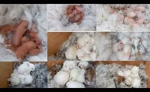 Wonderful Rabbit Giving Birth To 6 Baby At Home /Baby Bunnies So So Cute From Newborn To Day 15 .
