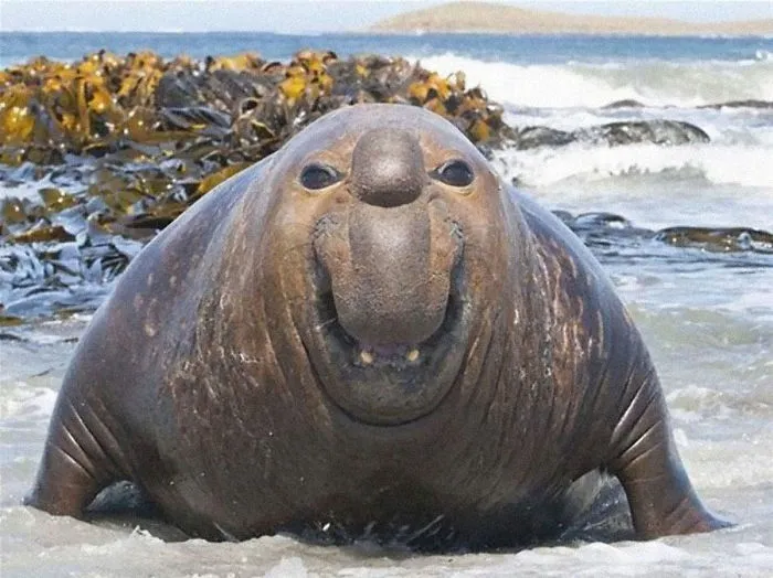 30 Amusing Photos Of Seals Who Can’t Contain Their Laughter